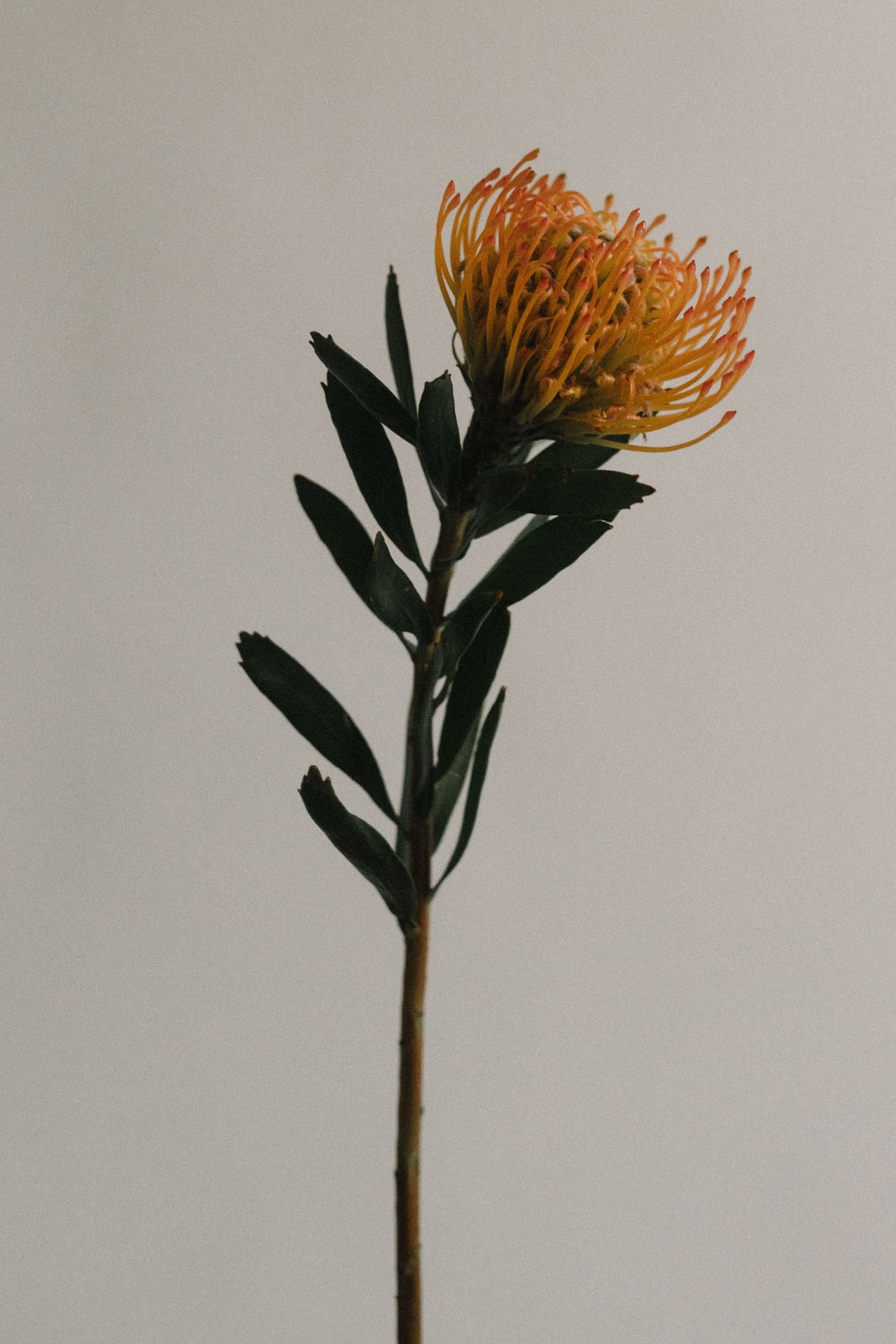 What Makes a Man a Man